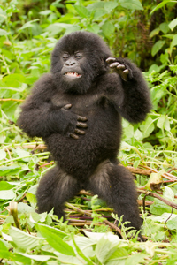 gorilla